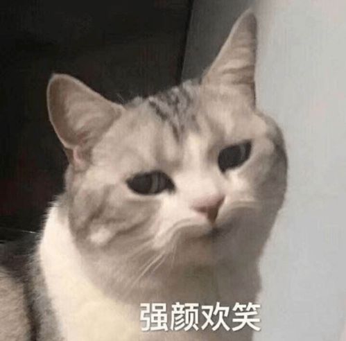 猫叫表情包扎心