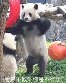 你给我滚下马来表情包开心一刻