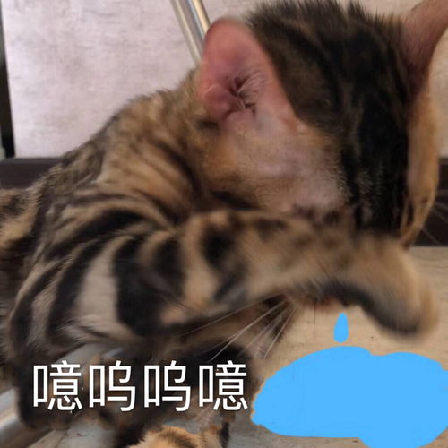 swing真的不是在帮忙虐粉吗