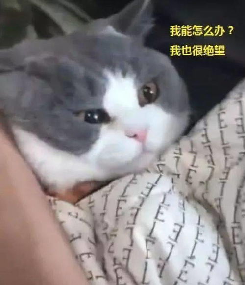 小猫咪勾引自己男朋友,气得女主人发飙,小猫咪还摆出一出无辜的表情