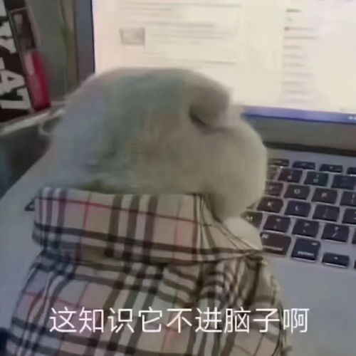 猴子表情包搞笑图片鸡毛