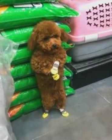 主人领着可爱的泰迪犬逛超市,泰迪走丢后站在了角落,看它这表情