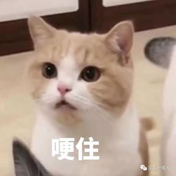 春节快递全停运江北实地探访告诉你