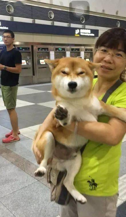 2020假期表情包柴犬