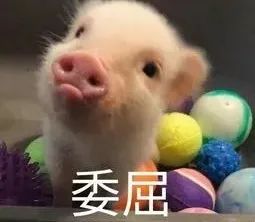 你家那边的猪飞上天了吗