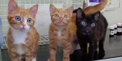 小橘猫被判活不过一年,主人坚持治疗现已长成表情包