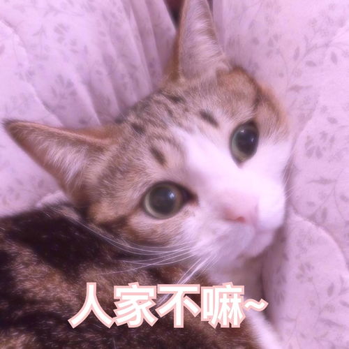 有什么适用于和老公男票撒娇的可爱表情包