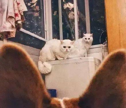 强龙不压地头蛇,当猫皇转角遇见大屁股柯基时,猫咪表情亮了