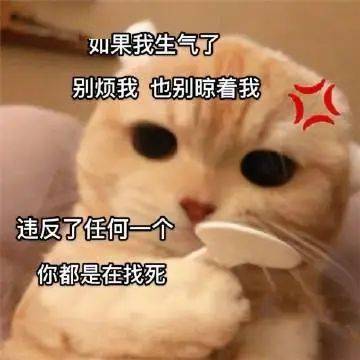 今晚一起睡觉好嘛丨第175期喵表情