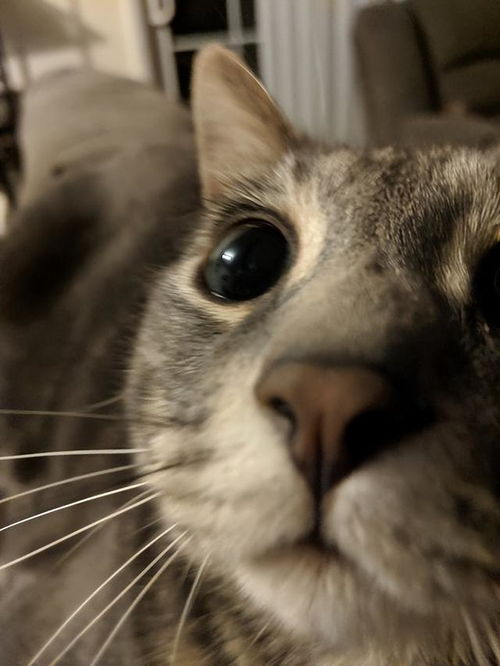 请交出你相册中的脸紧贴摄像头的小猫表情包