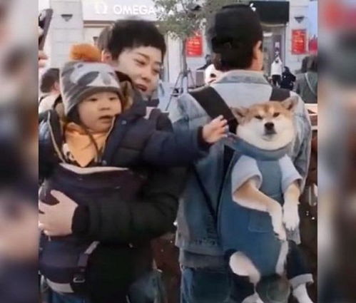 爸,他扒拉我萌娃路遇宠物狗忍不住上手,狗子的表情太无辜