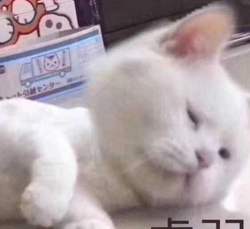 就你还想养猫你的月薪告诉你养不起