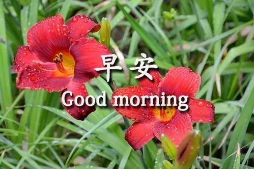 清晨早上好问候大家最棒的祝福语录,早上好温馨祝福句子送给大家