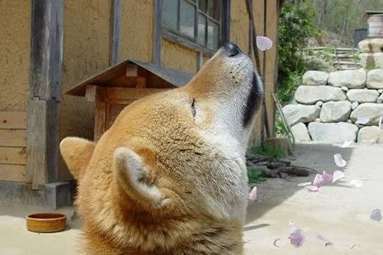 这只柴犬表情包曾风靡全球,如今它已逝世,但把笑容留给了人世
