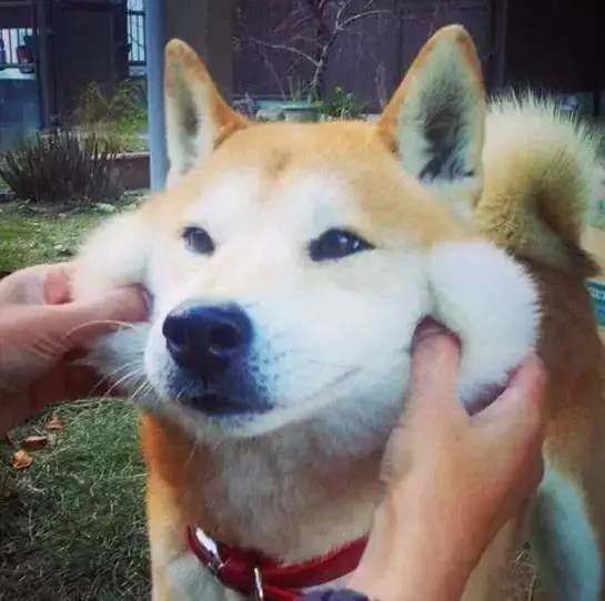 柴犬为什么叫戏精看了这些表情包你就知道了