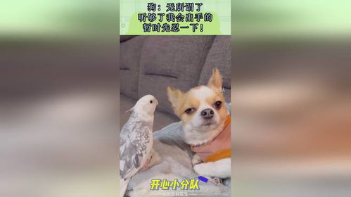 无所谓了表情包狗狗