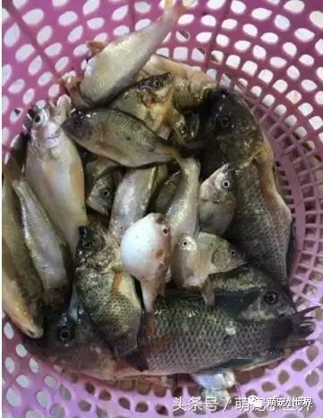 把河豚放喵星人头上,以为它会甩头反抗结果竟气成河豚脸