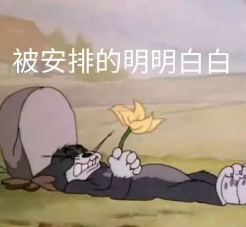 沙雕表情包图片被安排的明明白白