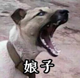 娘子啊哈表情包两只狗有谁有的