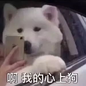 黄皮耗子表情包狗子