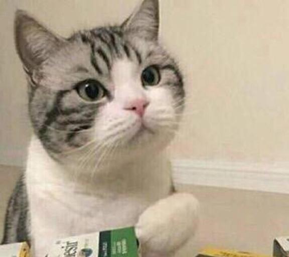 养猫后,多半都会得这些病,别不信