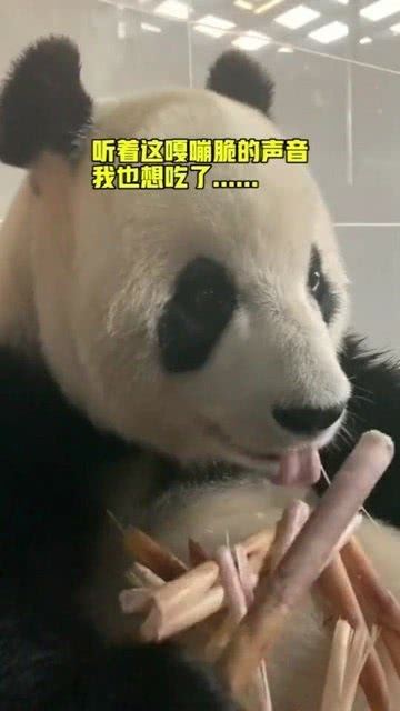 第一次见这么脆的竹子,简直是熊猫的最爱,馋的流口水