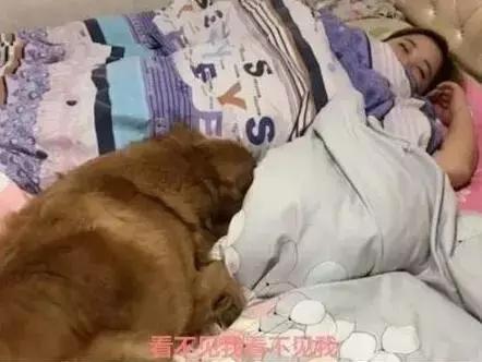 金毛睡觉占了男主人的位置,最后被赶下床满脸委屈