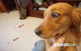 图文丨金毛看到心爱的肉片被猫咪吃了后,它竟然哭了....