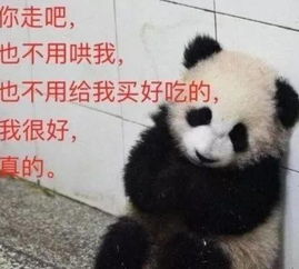 这只模仿苏大强的国宝大熊猫走红了,姿势神情太像了,笑翻天