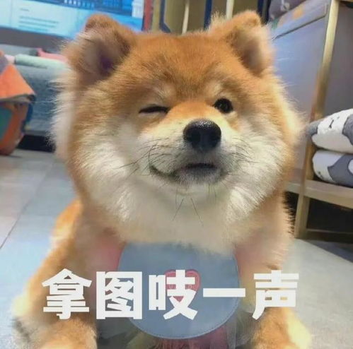 每日萌宠表情包分享40