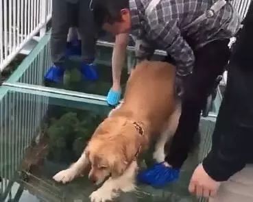 主人带金毛走玻璃桥,一上去就一副要死的表情,太丢脸了