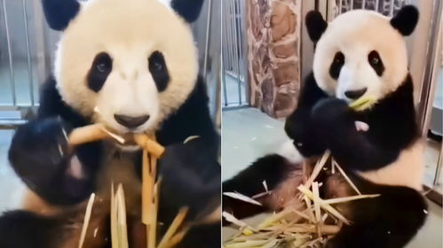 大熊猫徵羽新动态好好干饭吃笋笋香香哒,祝福宝贝早日康复啊