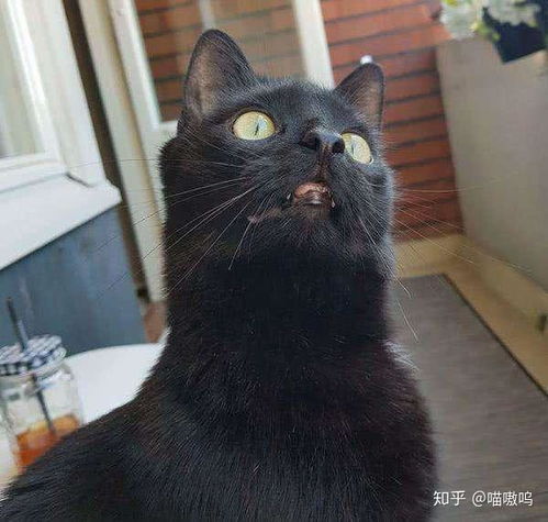 中国有哪些本土的猫咪