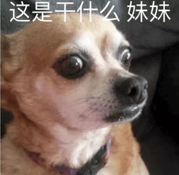 搞笑狗子表情包撩到你了吗,妹妹