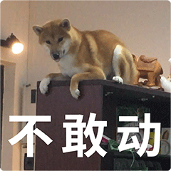 柴犬齐天熊孩子篇表情包