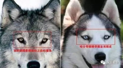 混入狼群的哈士奇狗生逆袭,迎娶母狼,最近还当了爸爸