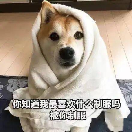 感受狗子们向你奔来的喜悦吧