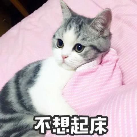 表情小仙女撒娇专用表情包,网友甜甜的恋爱,什么时候轮到我表情