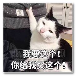 我要这个你给我买这个猫咪表情图片我要这个你给我买这个猫咪表情包jz5u绿色下载站
