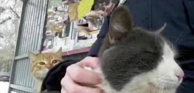 抱着猫咪在公车站等车,吸引来了一只橙猫,随后橙猫表情让人心疼