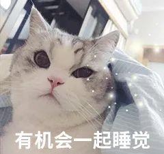春季养猫,铲屎官们最应该注意这4件事