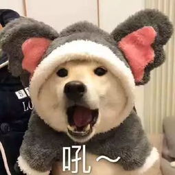 初试估分350分,这在考研中算一个什么水平