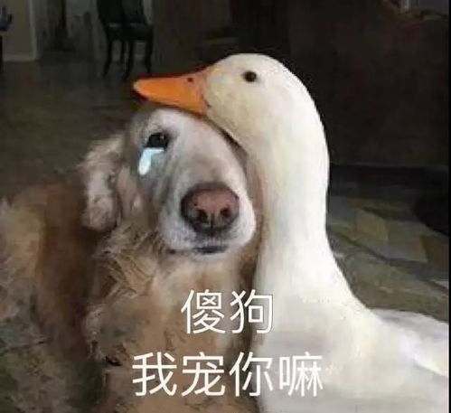 卤西西撩妹技巧你get到了吗
