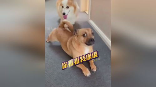 狗子模仿柯基走路,竟然还露出邪魅的表情,伤害不大侮辱性极强