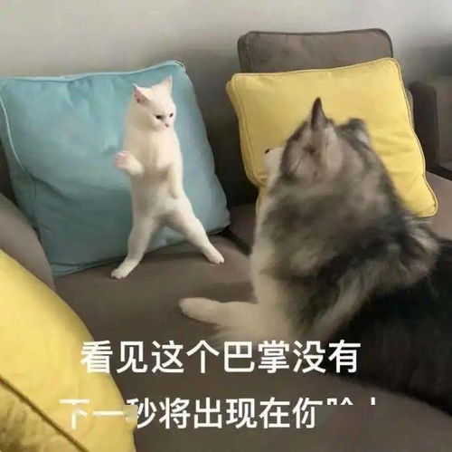 推荐一波网络上的可爱动物