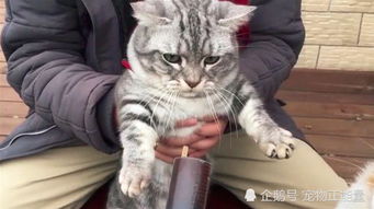 在下头很铁表情包日了狗