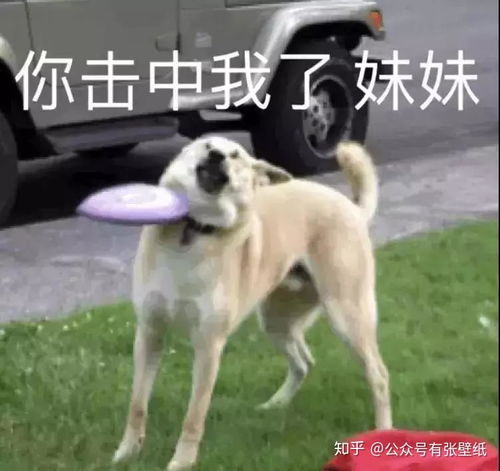 沙雕表情包大合辑