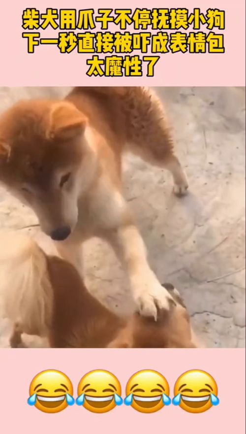 柴犬用爪子不停抚摸小狗,下一秒直接被吓成表情包,太魔性了