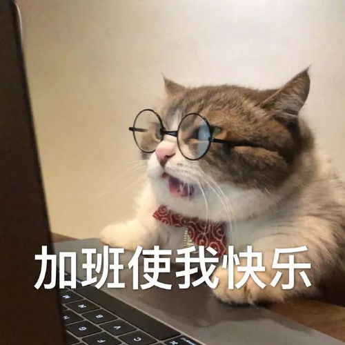 猫咪表情包投降,投降,我投降