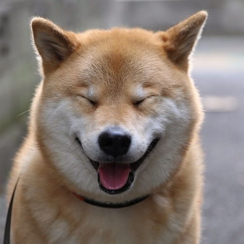 阿里拍卖的神奇咒语